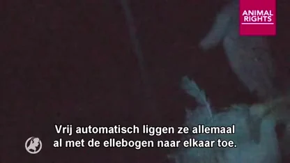 Wéér horrorbeelden: Nederlandse leghenbedrijven breken poten en vleugels