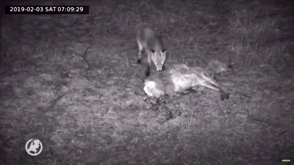 Kijk via KadaverCam mee hoe dood hertje wegrot in de natuur