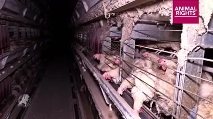 Schokkende video Animal Rights: 'horror-kippenschuur' in Tollebeek