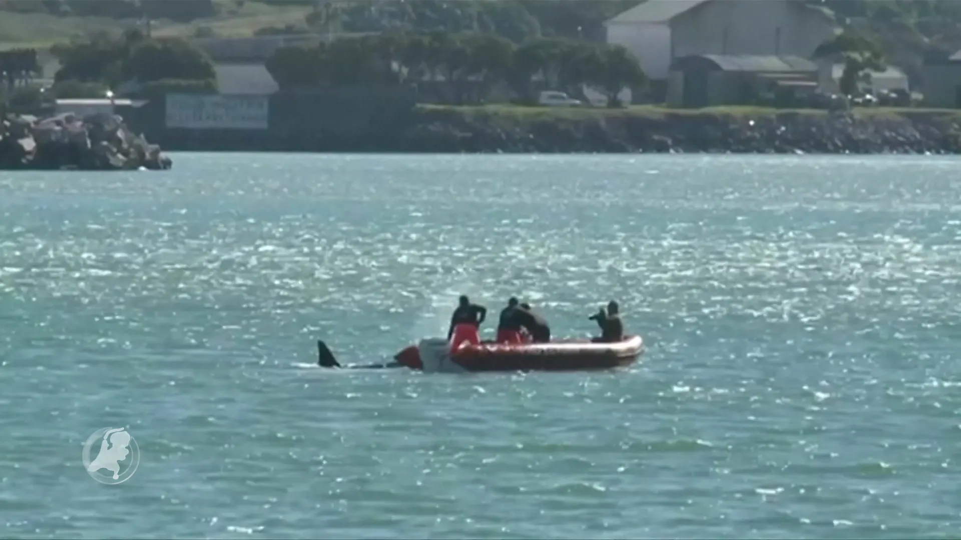 Enorme reddingsactie voor aan kust Argentinië gestrande groep orka's