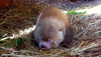 Beschuit met muisjes! Rode panda geboren in Safaripark Beekse Bergen