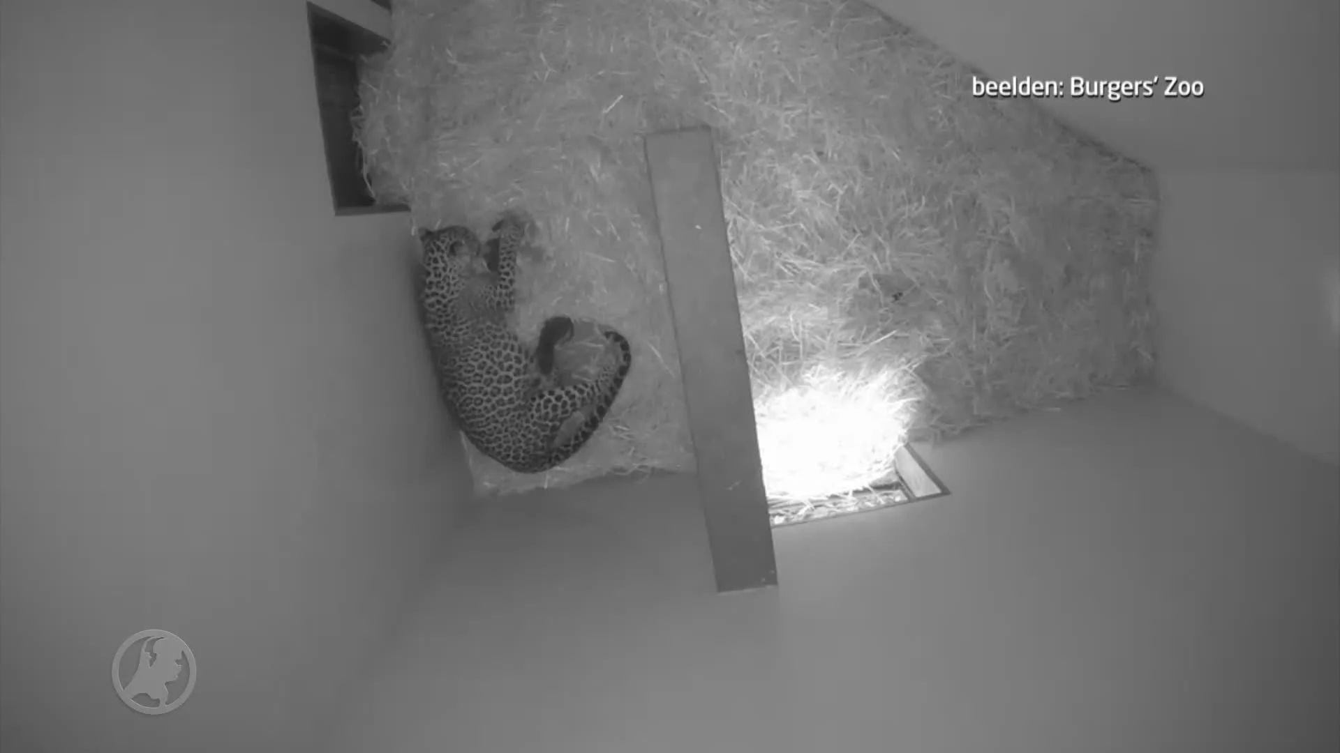 Twee panterwelpjes geboren in Burgers' Zoo