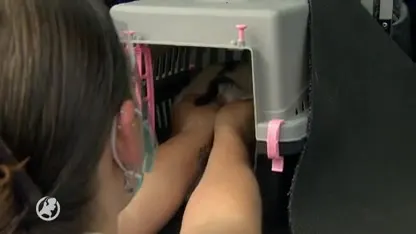 Konijnen blijven gezond in coronatijd dankzij de bunny drive-thru