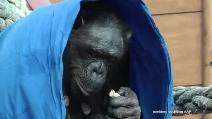 Help chimpansees de winter door: voorraad warme dekentjes Stichting AAP bijna op