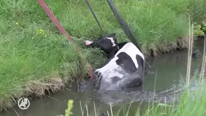 Brandweer rukt uit voor koe in sloot bij Veere