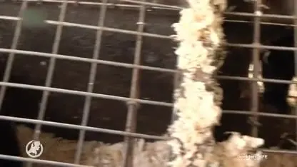 Nertsenhouders hopen op financiële compensatie van minister Schouten