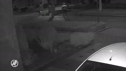 Hond Tommy zwaar mishandeld tijdens inval, politie start intern onderzoek