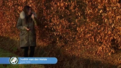 Over hek gegooid vuurwerk jaagt hond Pablo de dood in