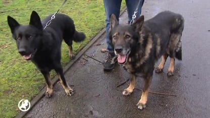 Afvalrace voor huisdieren die kampen met overgewicht