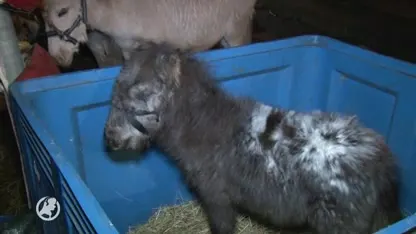 Diereninspecteurs doen aangifte tegen Hedelse paardenmarkt: "Bloedende paarden met koorts"