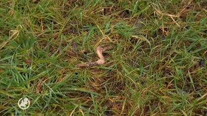 Tientallen ganzen opengesneden en gedumpt in Megen