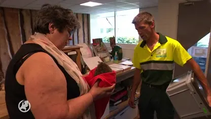 Egels in Nederland hebben het moeilijk: droogte en grasmaaiers doet hen de das om