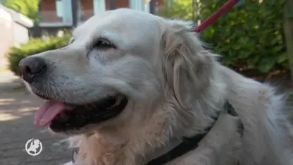 Gedumpte kittens liefdevol opgevangen door moeder Poes