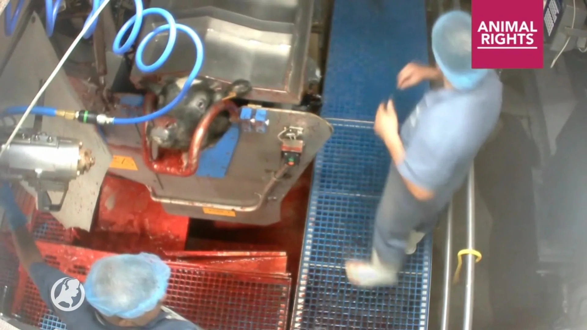 Schokkende beelden: kalfjes mishandeld in slachthuis