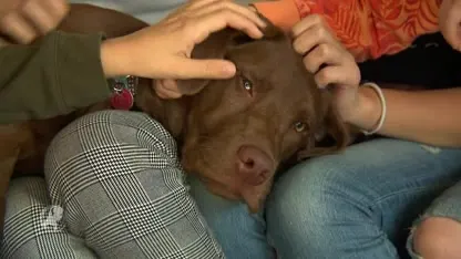 Vijf maanden oude hond Kees naar Italië voor speciale medische behandeling