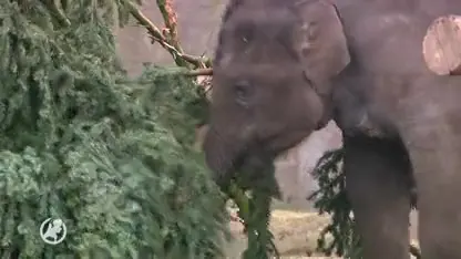 Olifanten Artis vieren nu pas kerst, maar genieten enorm