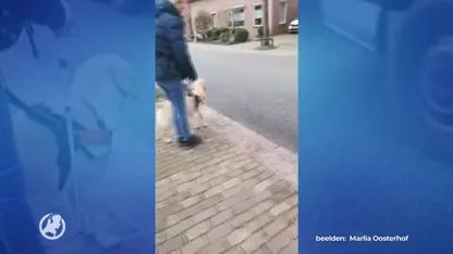 Auto's stoppen niet voor vrouw met blindenstok