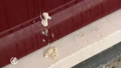 Belaagde pedo-activist Nelson: 'Pijnlijk dat mensen vrije woord niet respecteren'