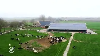 Dit jaar tóch weer naar huppelende koeien kijken