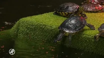 Droogte nekt ook schildpadden: opvang loopt vol