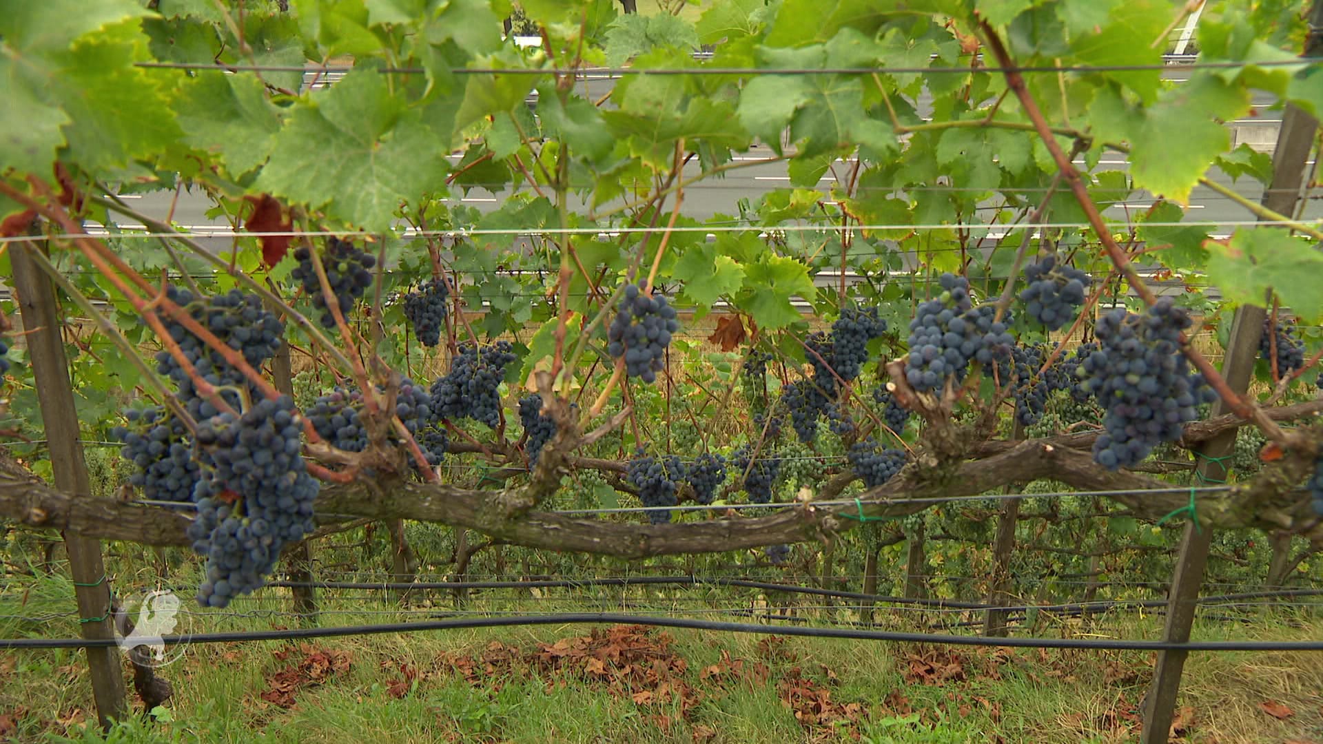 Steeds meer wijnboeren in Nederland: hoeveel in jouw provincie?