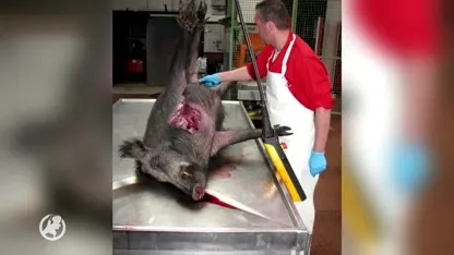 Mysterie voor onderzoekers: zwijnen op Veluwe 'vallen dood neer' zonder oorzaak