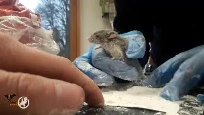 Muisje bevrijd na te zijn vastgeplakt op plank met lijm in Den Haag