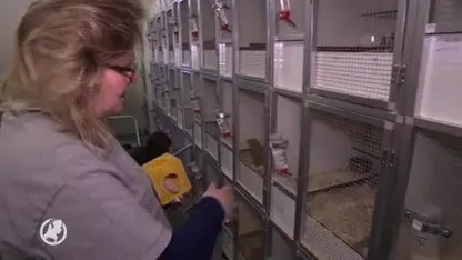 Haagse opvangcentrum 'Het Knagertje' vangt duizenden knaagdieren op