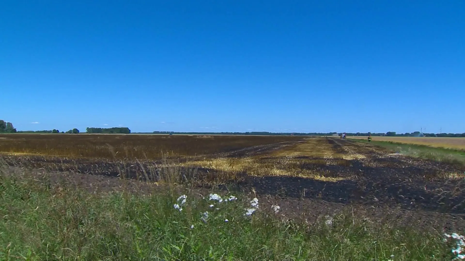 Grote brand in graanveld bedreigt naastgelegen camping
