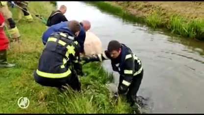 Bizar beeld: hoogdrachtige koe raakt te water en bevalt in sloot van kalf