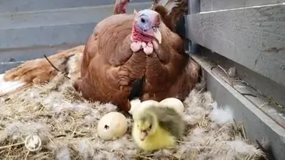 Mannetjeskalkoen broedt in de steek gelaten ganzeneieren uit