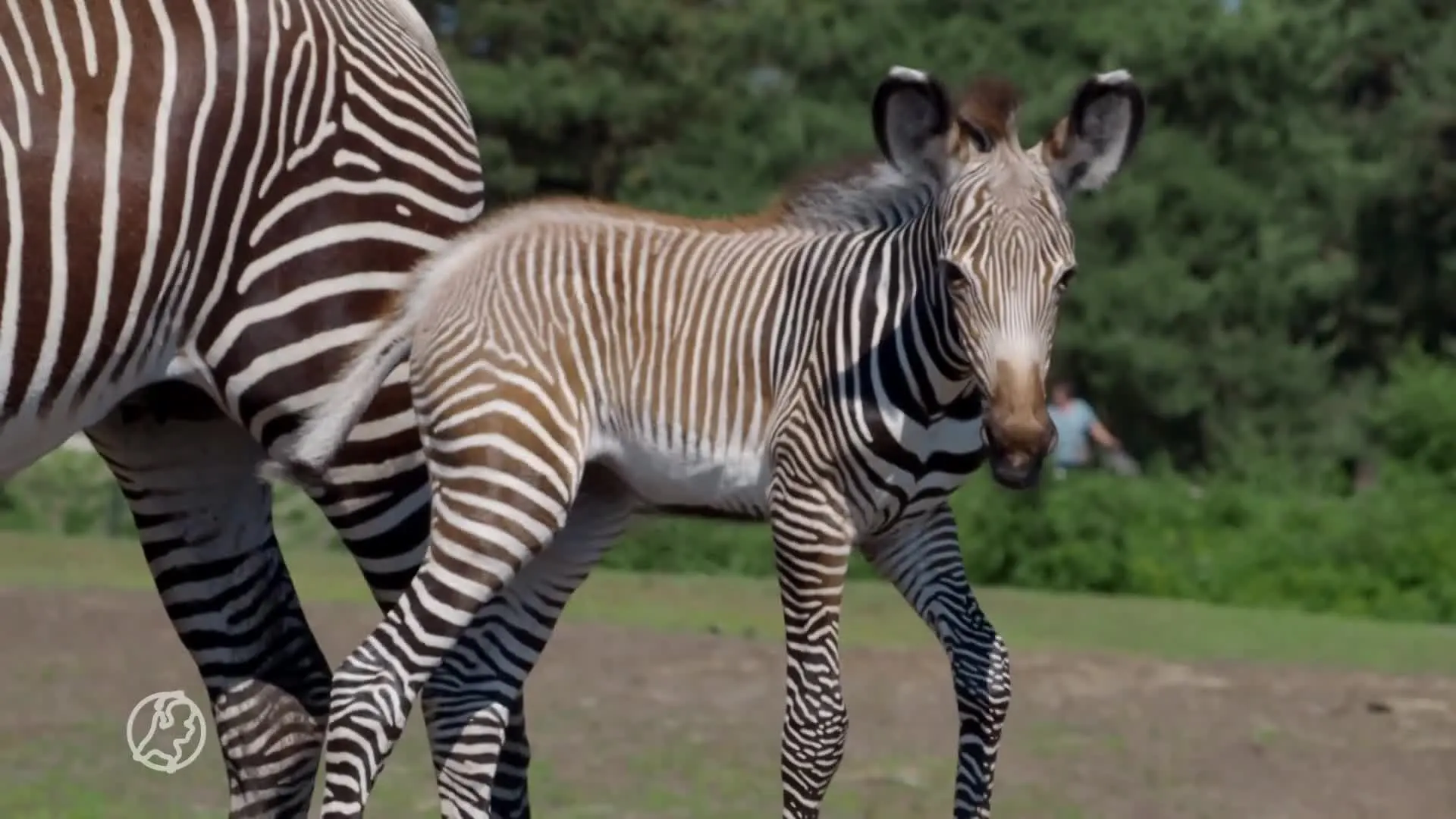 Geboortegolf in Beekse Bergen: dierenpark verwelkomt kameel, ...