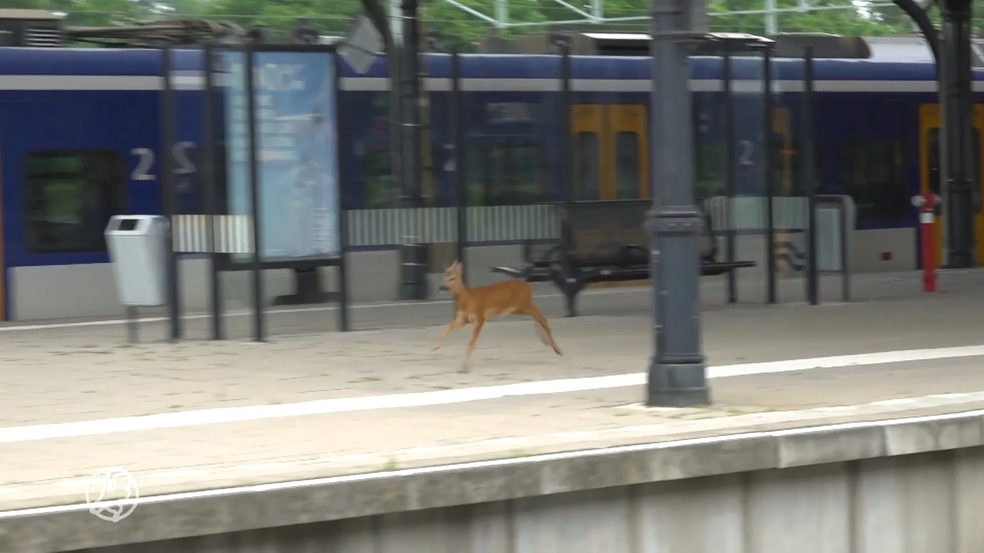 Ree sprint over perron van station Nijmegen, treinverkeer