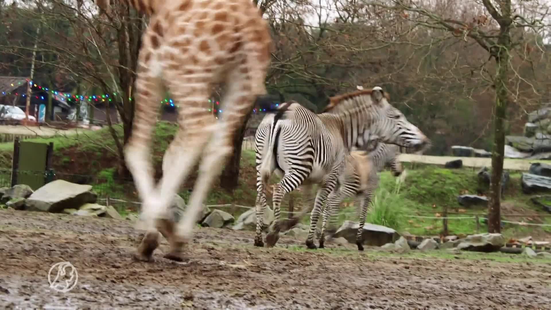 Beekse Bergen verwelkomt bijzonder zebraveulen