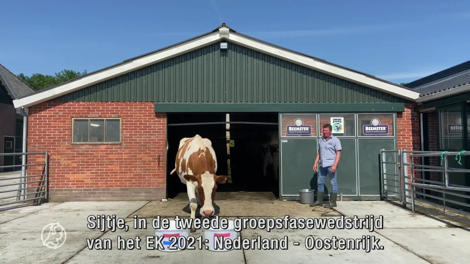 Koe Sijtje weet het zeker: dit wordt de winnaar van Nederland...