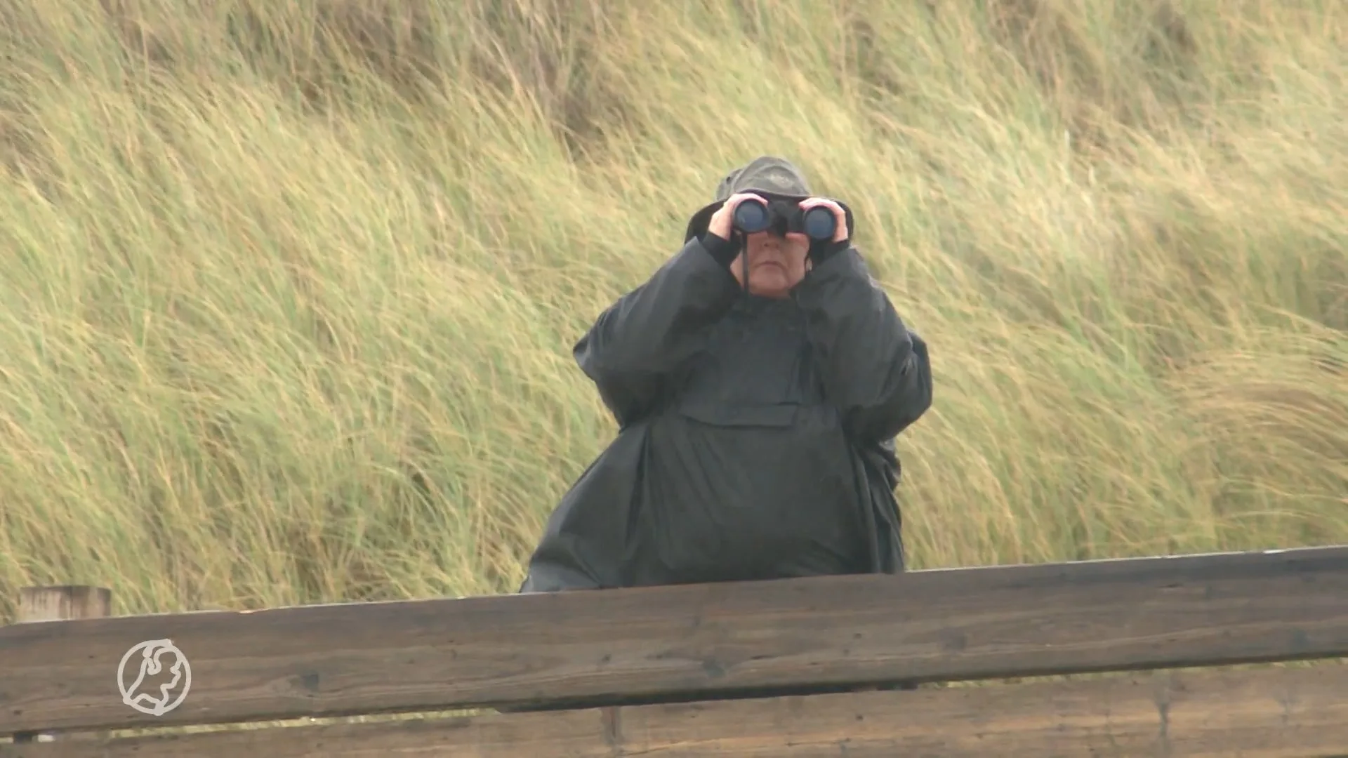 Bultrugwalvis definitief terug in Nederlandse wateren, komende tijd meer verwacht