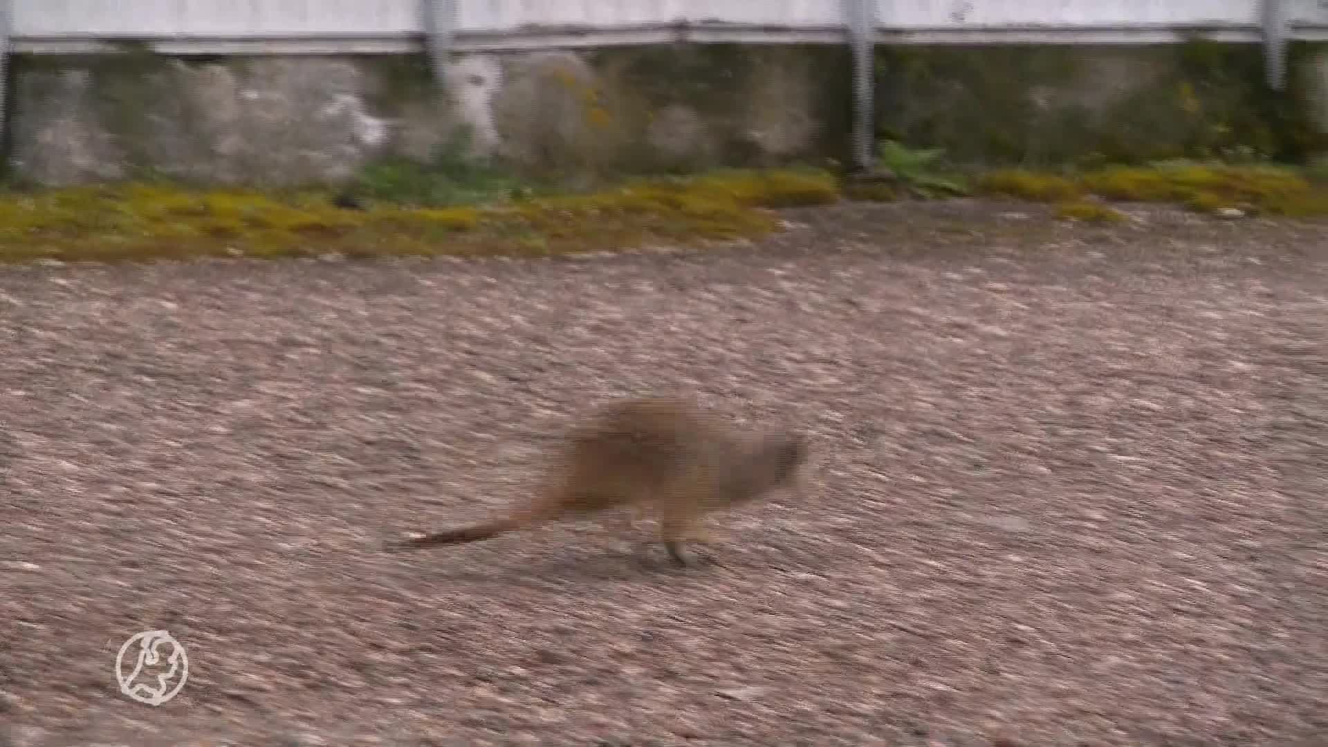 Heel 's-Gravenzande speurt naar drie vermiste stokstaartjes