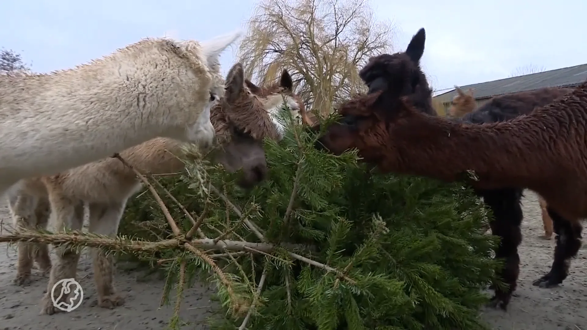 Kerstbomen niet naar het grofvuil, maar naar alpaca's: 'Echt een traktatie voor ze'