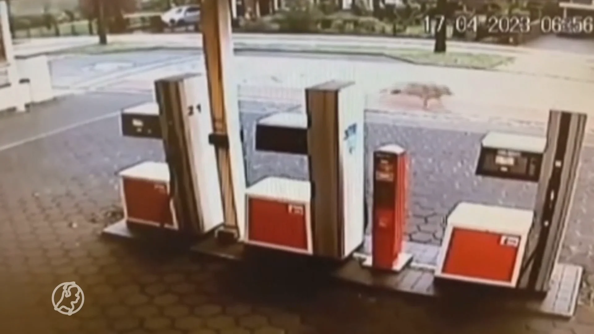 Tankstation medewerkers zien wolf voorbij rennen: Ik dacht dat het een steenmarter was