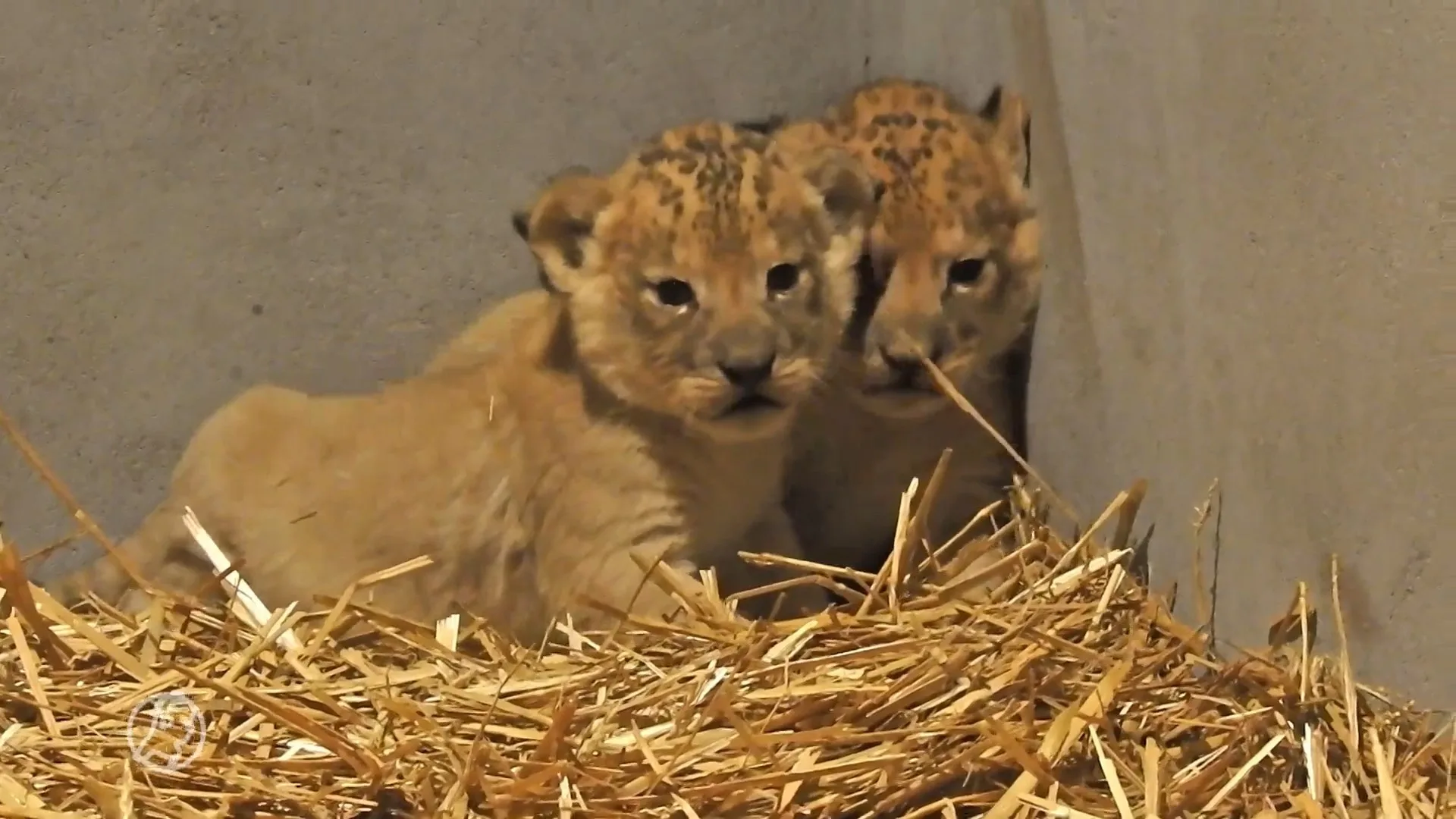 Leeuwtjes geboren in DierenPark Amersfoort