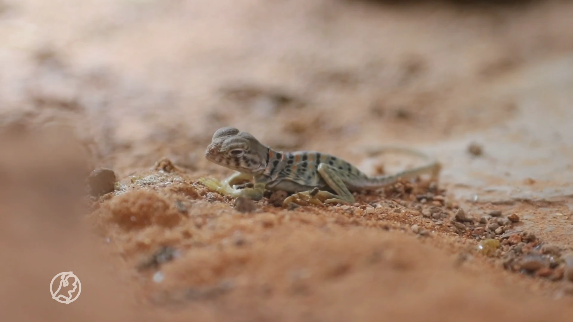 Halsbandleguaan uit ei gekropen in DierenPark Amersfoort