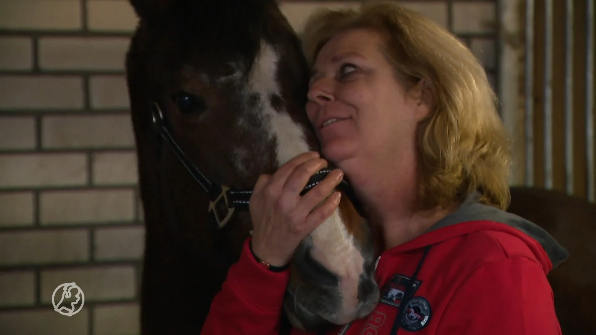 Isabellla hoopt op een wonder: paard Miracle is al 16 jaar zoek
