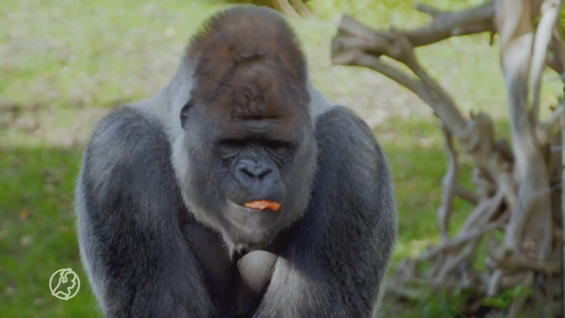 Beroemde gorilla Bokito overleden