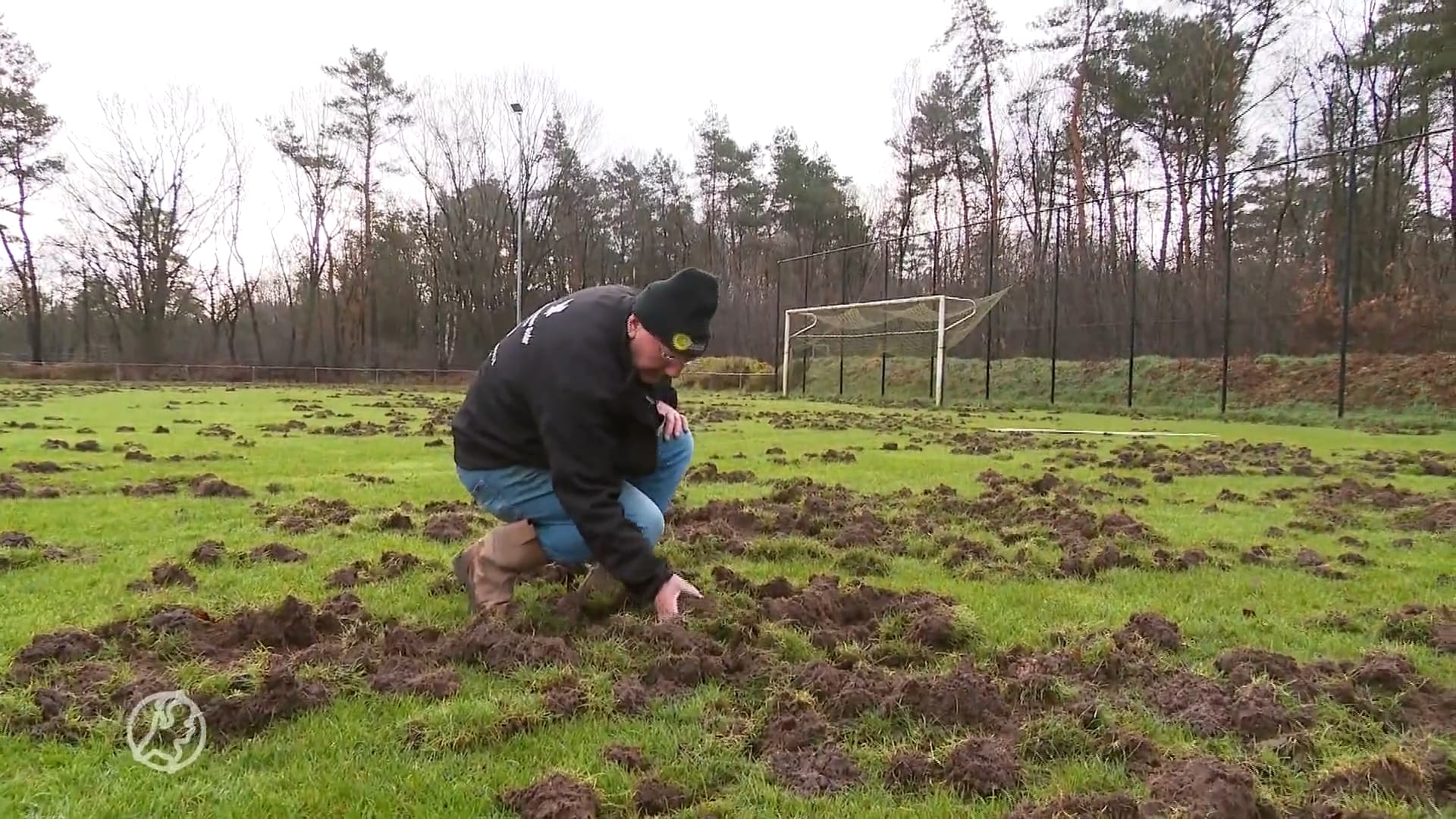 Zwijnen op zoek naar kerstdiner brengen verwoestend bezoek aan voetbalveld