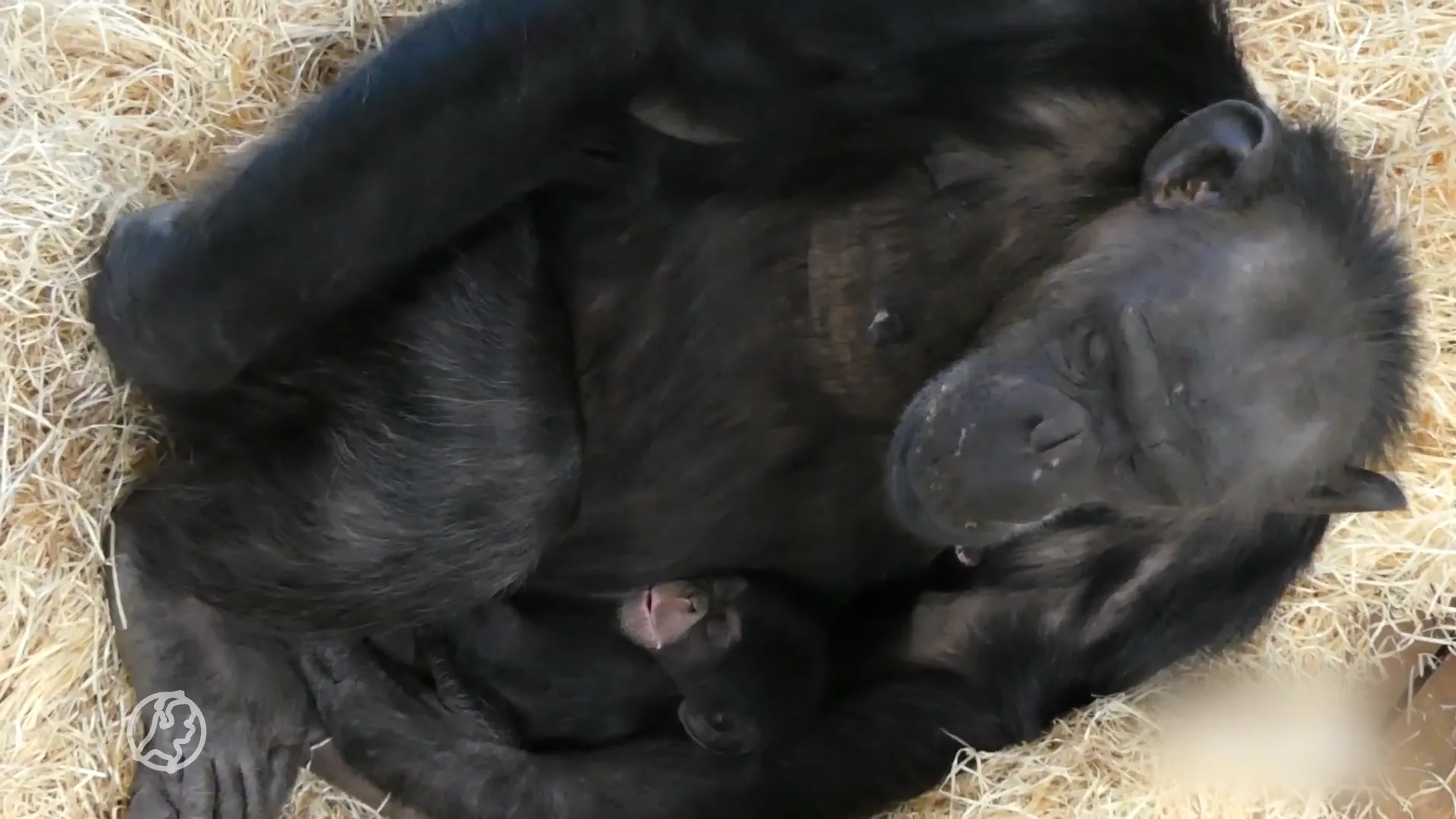 Bekijk hier de pasgeboren chimpansee in Dierenrijk