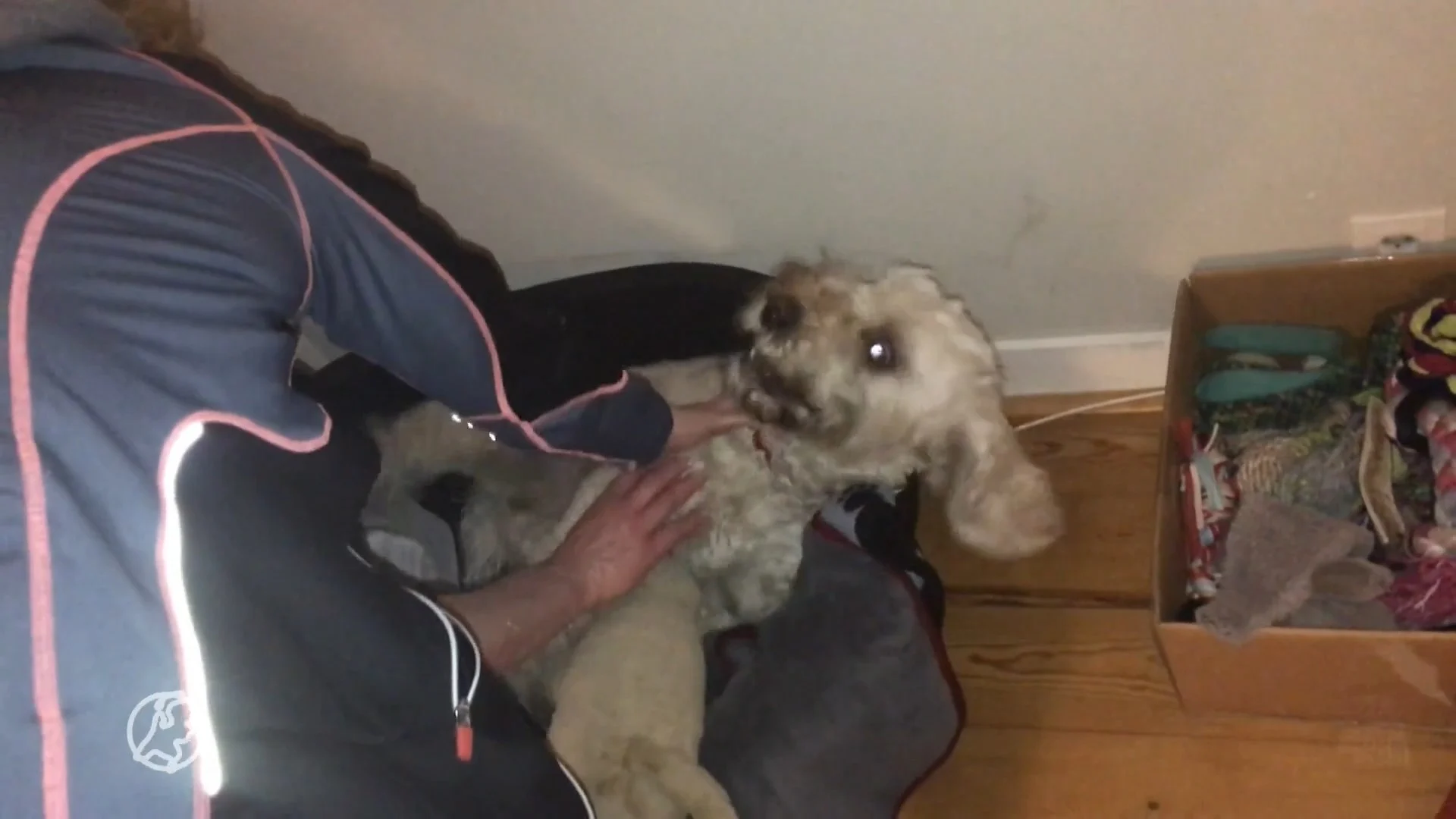 Honden van Mascha hebben epilepsie: 'Dit moet je als fokker niet willen'