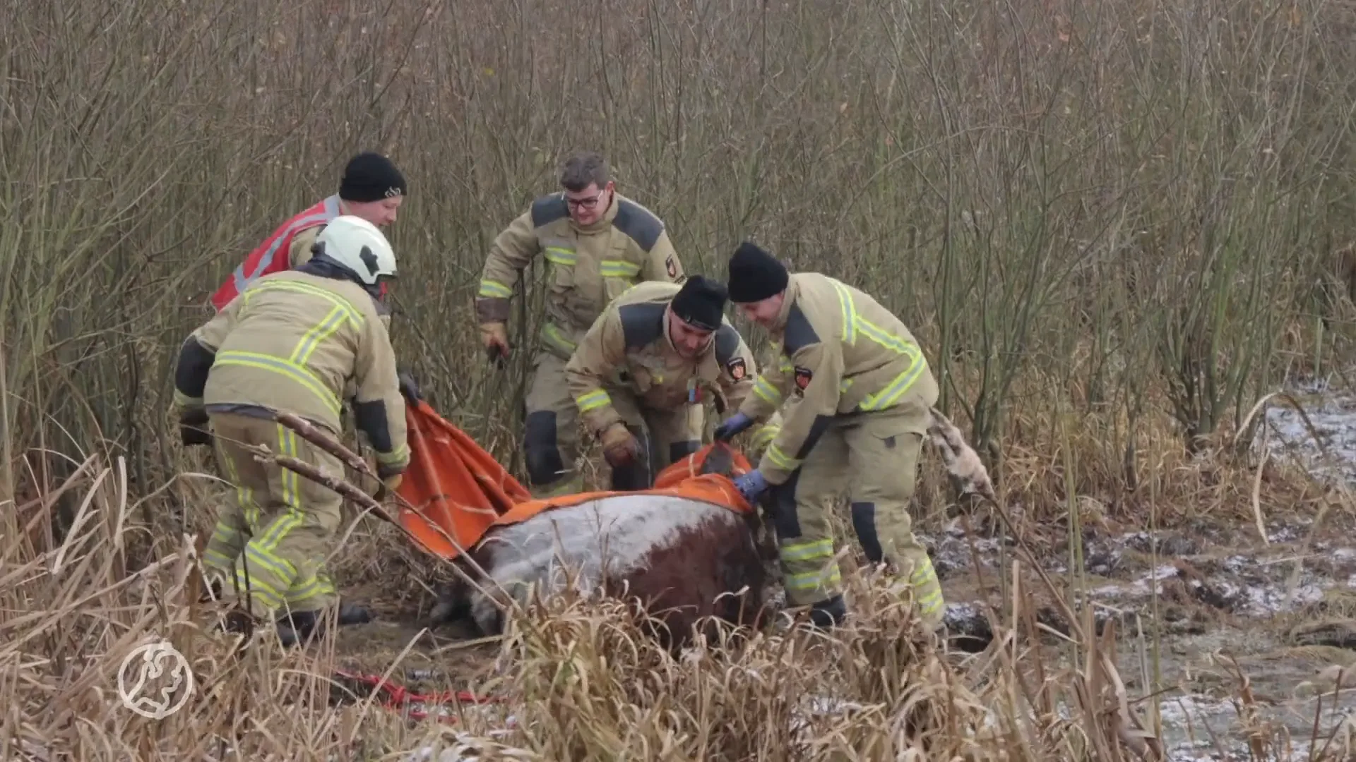 Kalfje zakt door het ijs maar kan rekenen op reddende engelen