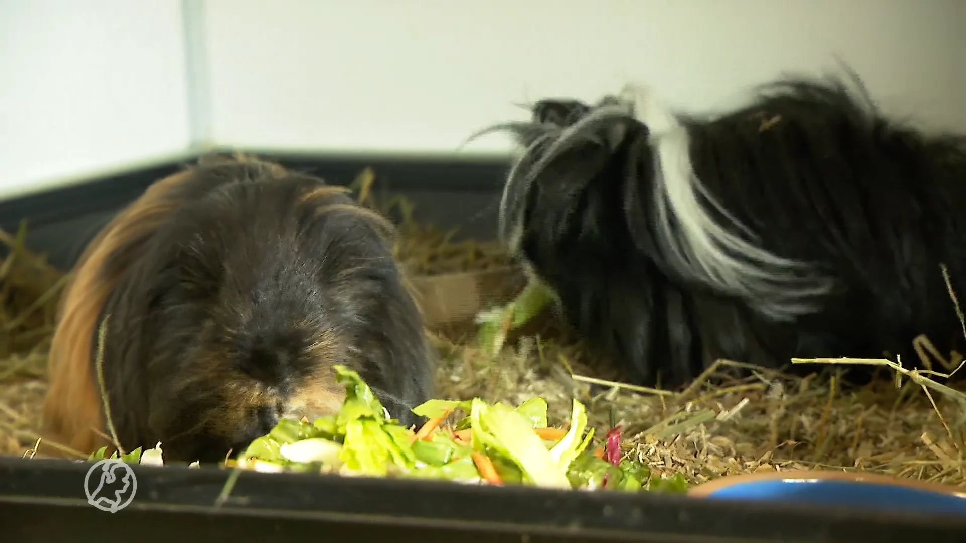 Geboortegolf bij dierenopvang Flappus: Zeshonderd cavia's die wachten op een nieuw huisje
