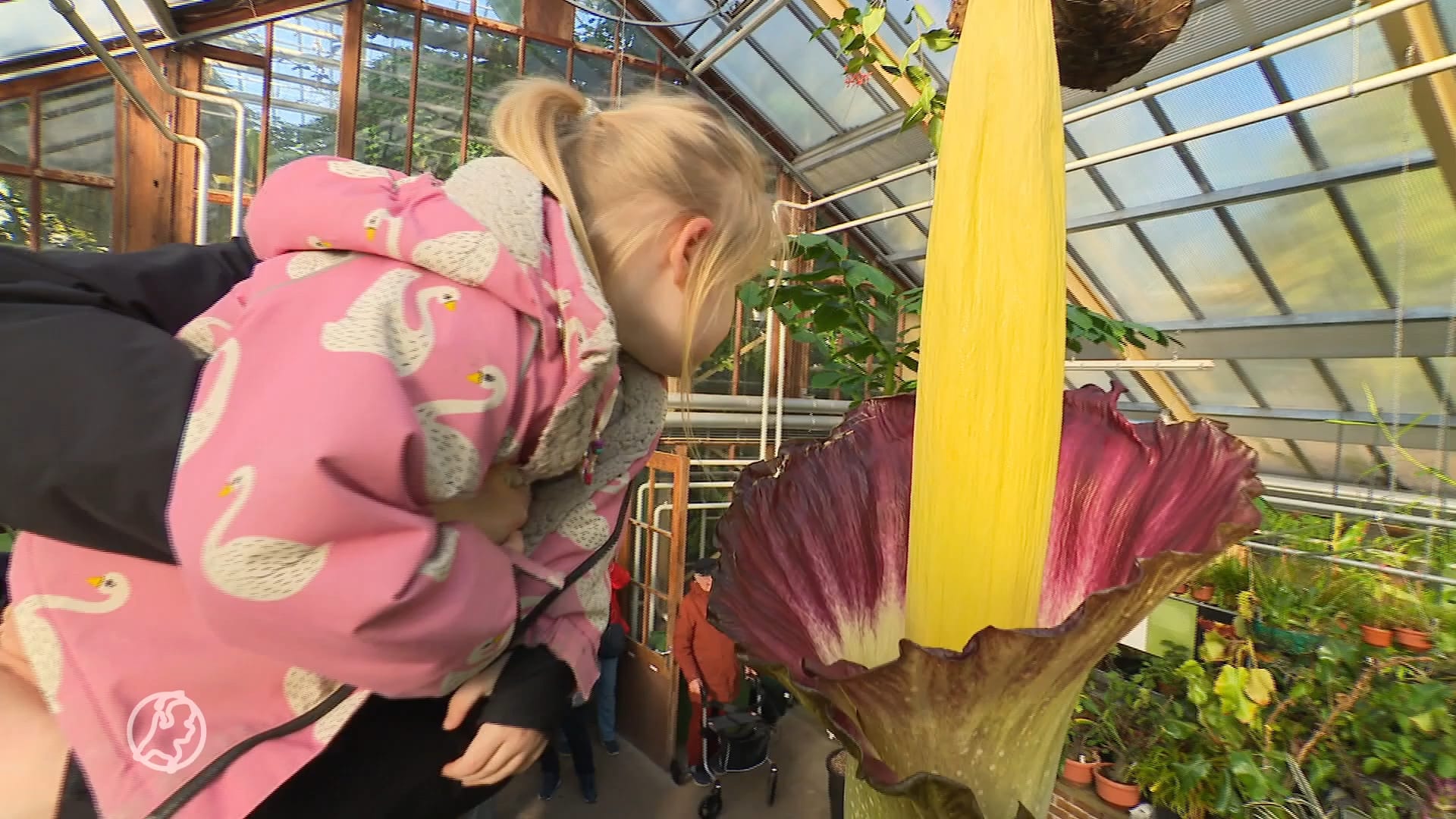 Reuzenpenisplant trekt veel bekijks tijdens bloei, maar er zit wel een luchtje aan...