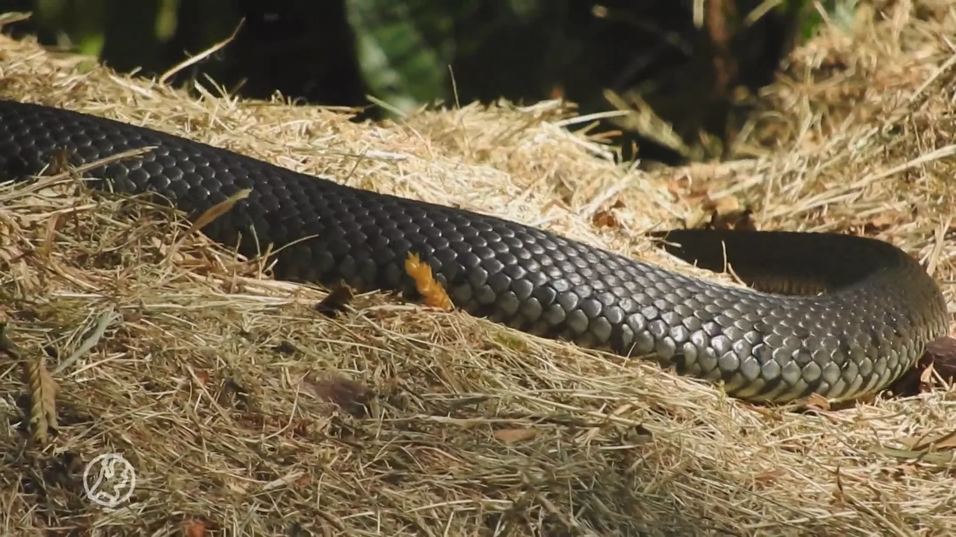 Ringslang rukt weer op in Nederland: 'Duizenden eieren uitgekomen in Nederland'